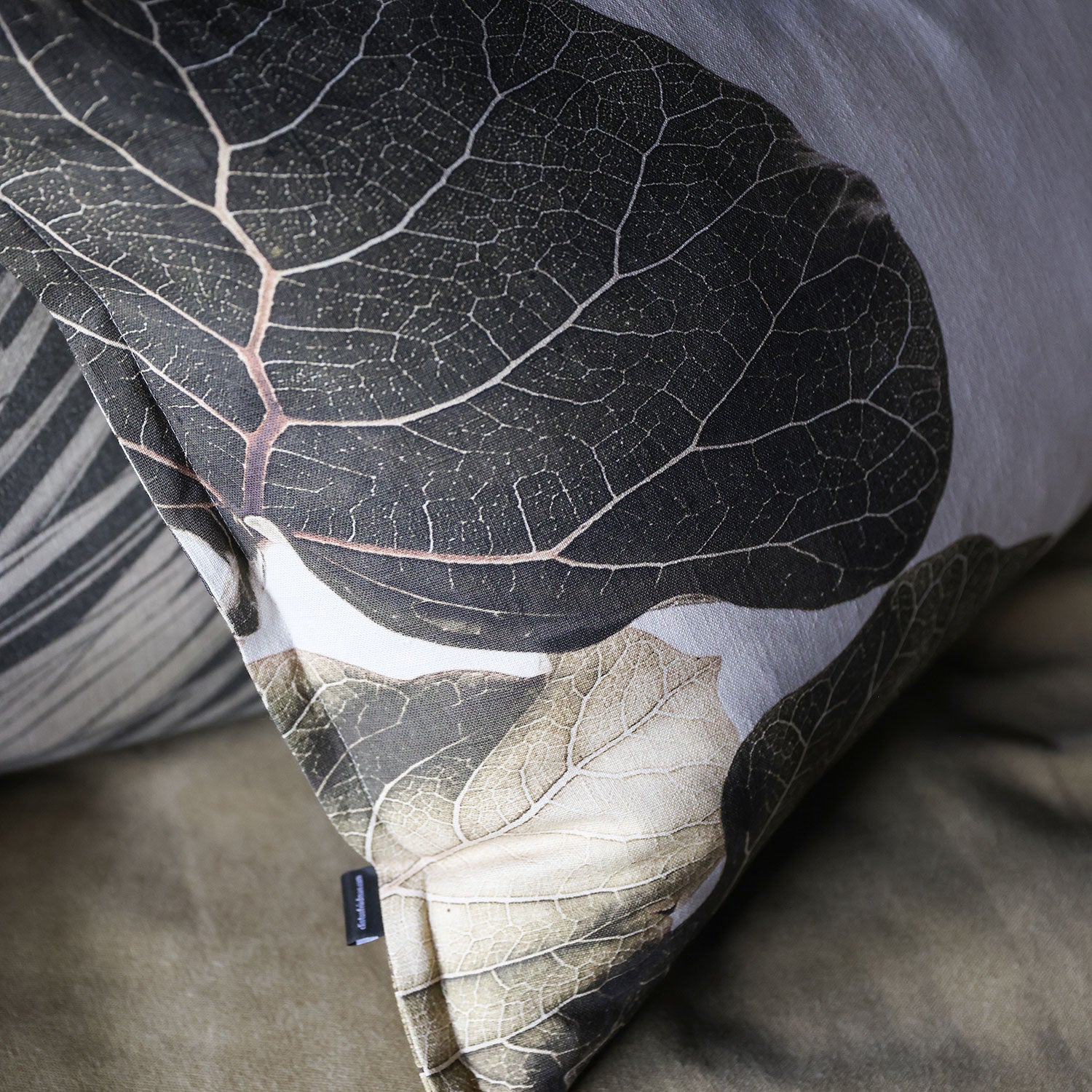 Ficus abutilifolia
