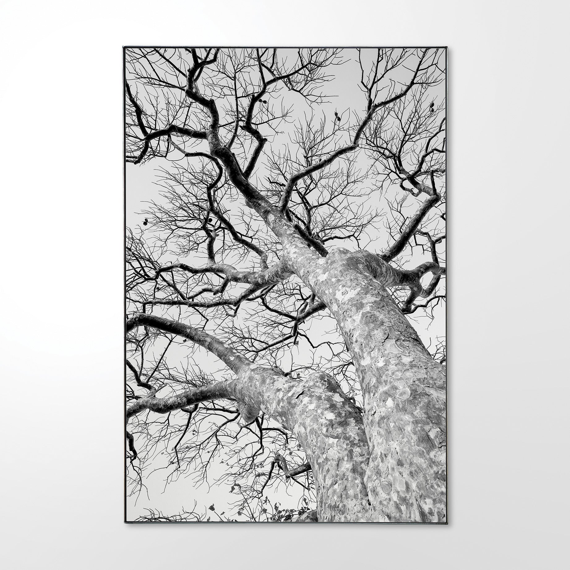 African Star-chestnut