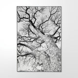 African Star-chestnut