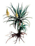 RESCENS