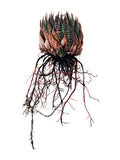 ARISTATA