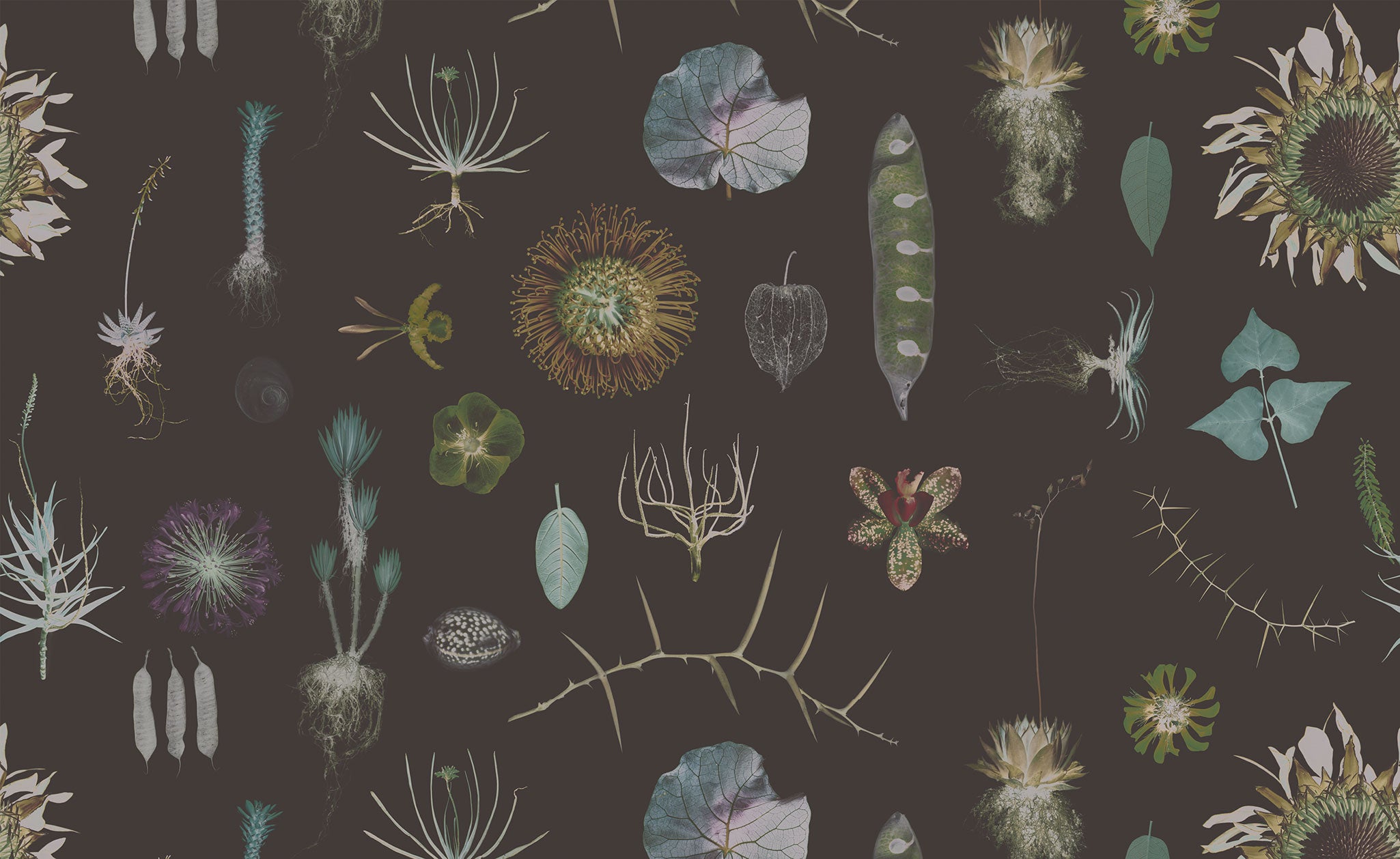 Cabinet of Natural Curiosities (brown)