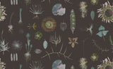 Cabinet of Natural Curiosities (brown)