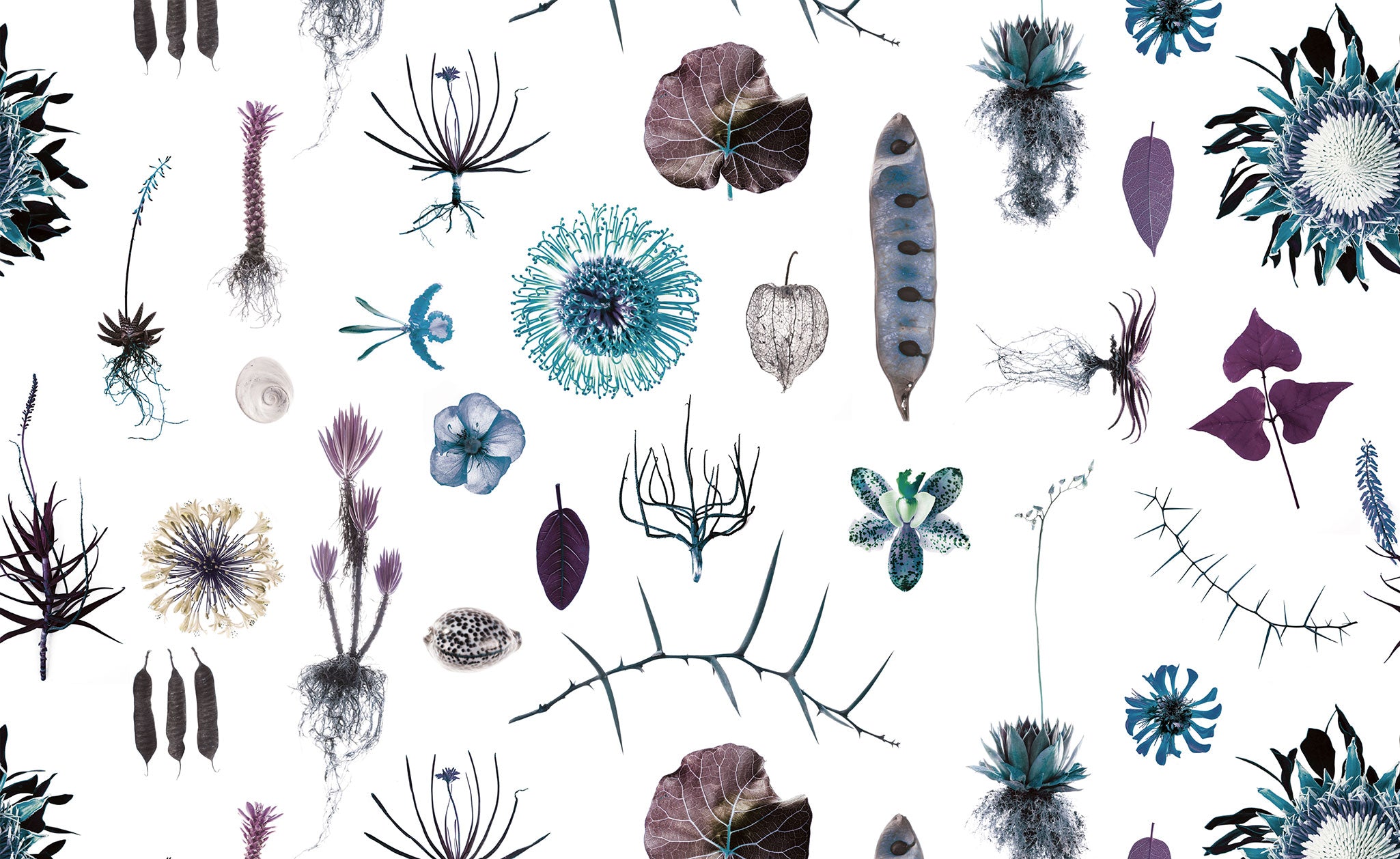 Cabinet of Natural Curiosities (psycho)