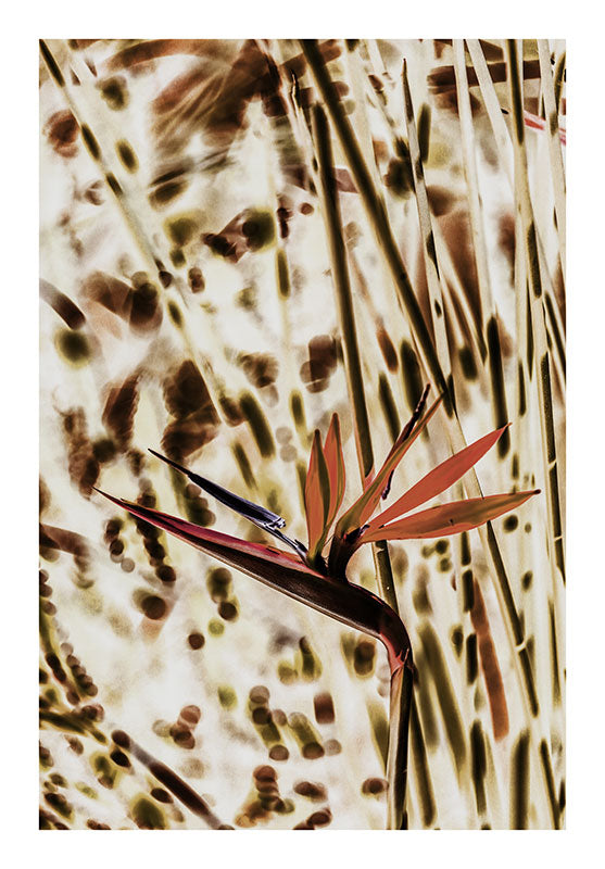 Juncea