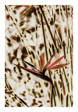 Juncea