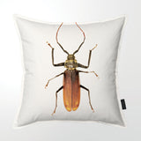 Amber Scarab