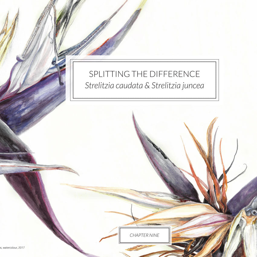 Strelitzias of the World 2018