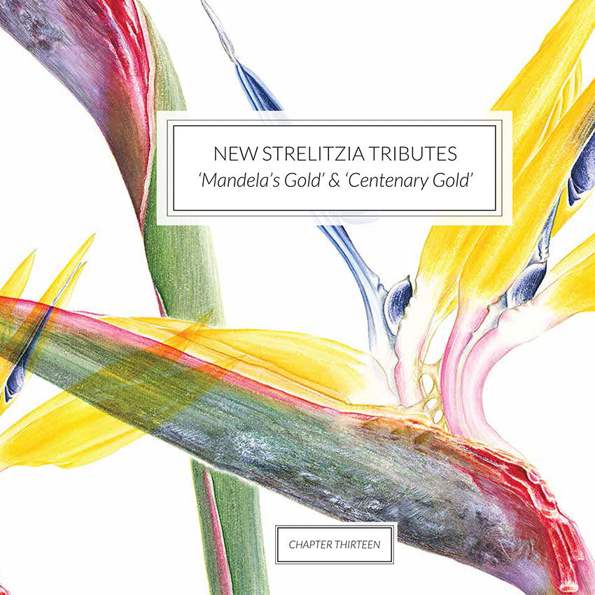 Strelitzias of the World 2018