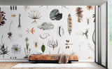 Cabinet of Natural Curiosities (colour)