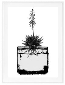 Grafik-Botanicals - Black and White