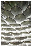 Agave Layers