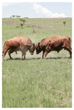 Bull-fight