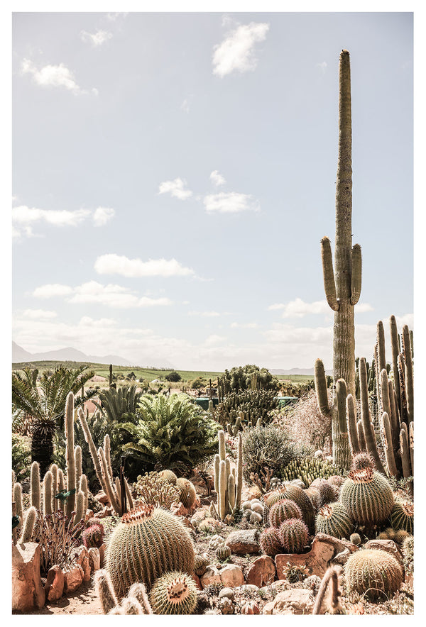 Cacti