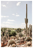 Cactus Farm 02