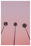 Champagne Palms