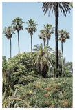 Collectors Garden