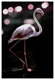 Dancing Flamingo