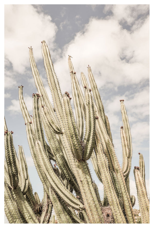 Cacti