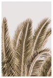 Desert Palm
