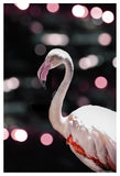 Disco Flamingo