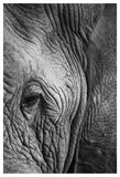 Elephant-study