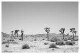 Into-The-West