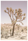 Joshua-Tree