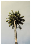King Palm