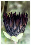 King-Protea-01