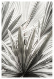 Lala Palm
