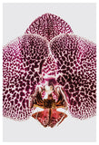 Leopard-Orchid
