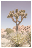 Mojave-Desert