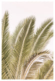 Oasis Palm no1