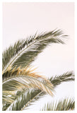 Oasis Palm no3