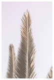 Oasis Palm no4