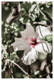 Pale-Pink-Hibiscus