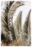 Palm Love