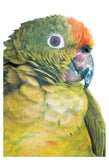 Parrot