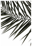 Phoenix Frond