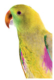 Polly