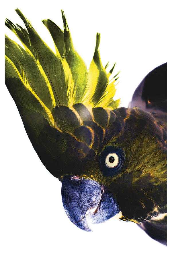 Birdie