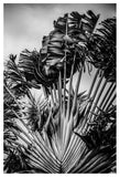 Tropical Dancer