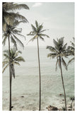 Tropical Dreams