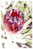 Wild-Protea
