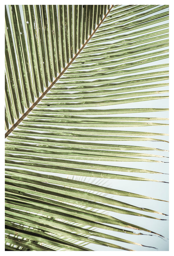 Palms