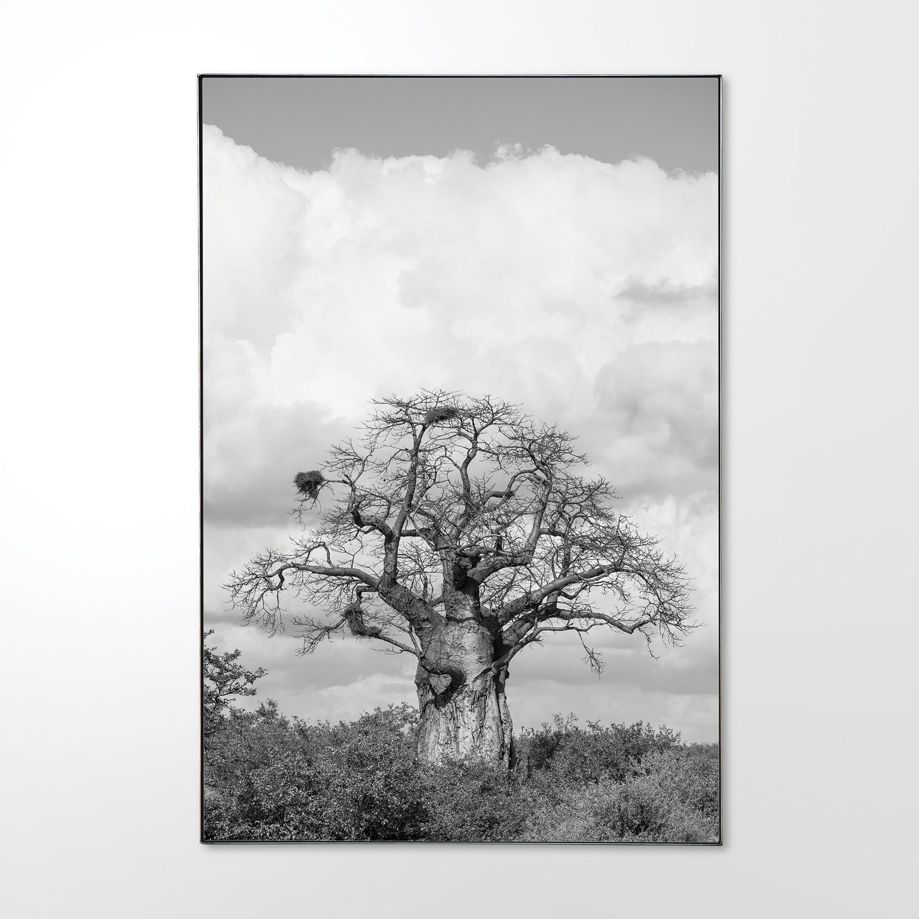 Baobab #1