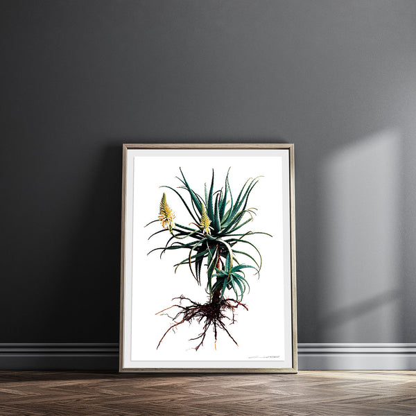 Limited Edition Giclée PRINTS