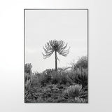 Candelabra Euphorbia #1