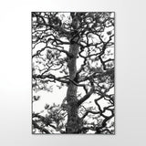 Monterey Pine #1